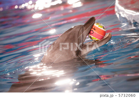 Ball play Ball play 5732060