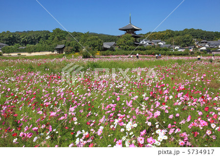 秋風に秋桜が揺れる 5734917