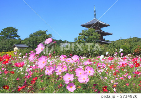 秋風に秋桜が揺れる 5734920