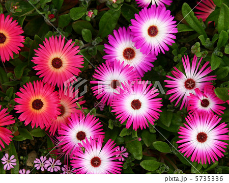 デイジー デイジー 5735336