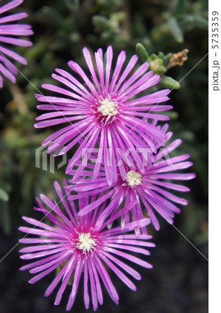 リビングストンデージー リビングストンデージー 5735359