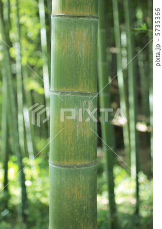 一本の竹 5735366