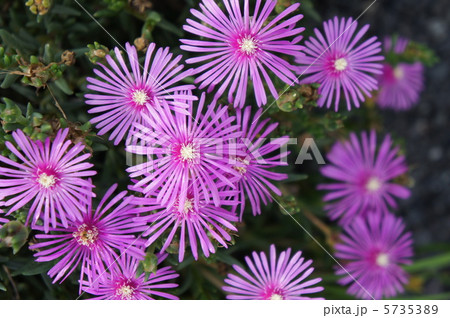 リビングストンデージー 5735389