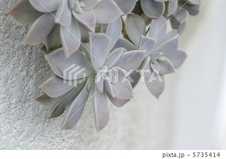 多肉植物 5735414