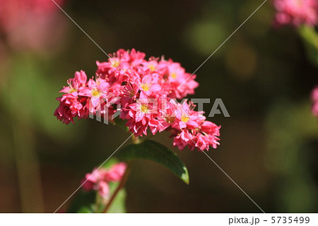 高嶺ルビーの花 高嶺ルビーの花 5735499