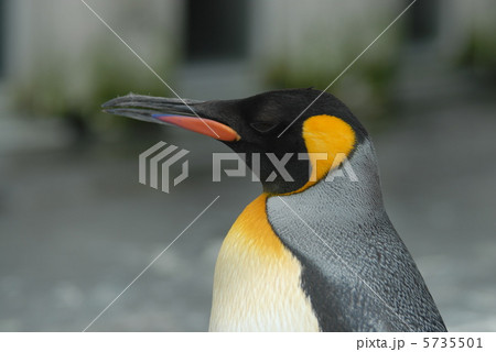 コウテイペンギン 5735501