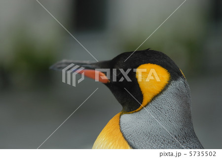 コウテイペンギン 5735502