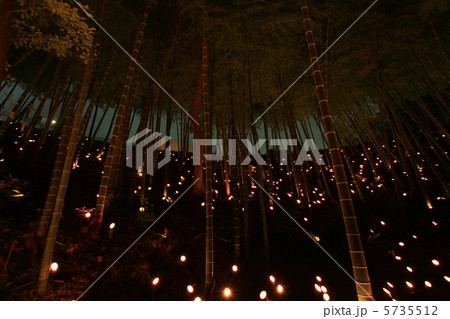 竹灯籠まつり 5735512