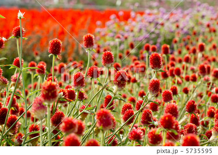 秋のお花畑_　千日紅 5735595