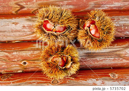 秋の味覚〜栗（3個）（埼玉県深谷市） 5735702