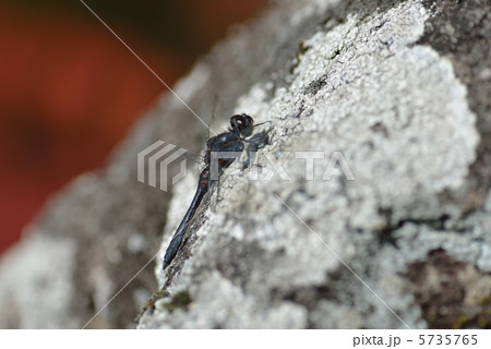 ムツアカネ♂ ムツアカネ♂ 5735765