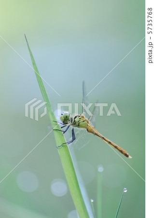 マイコアカネ マイコアカネ 5735768