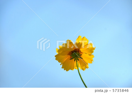 黄色い花と青空 5735846