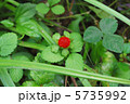 ヘビイチゴ 5735992