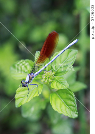 ニホンカワトンボ ニホンカワトンボ 5736038