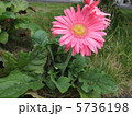 ガーベラ 5736198