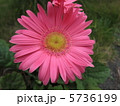 ガーベラ 5736199