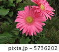 ガーベラ 5736202