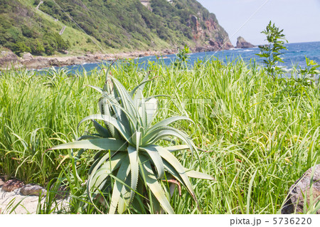 キダチアロエ　（白浜アロエの里、伊豆半島） 5736220
