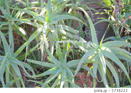 キダチアロエ　（白浜アロエの里、伊豆半島） 5736222