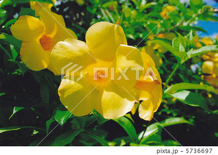 アリアケカズラ 5736697