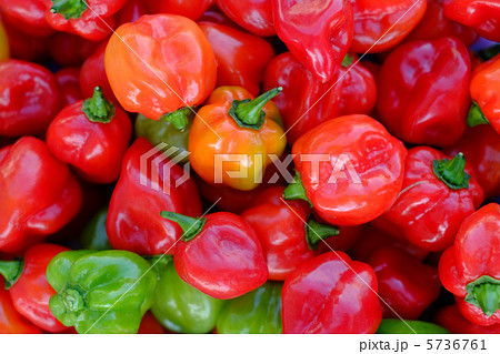 たくさんのハバネロ たくさんのハバネロ 5736761