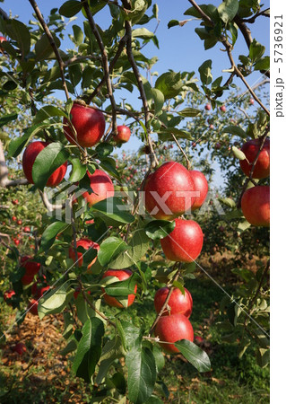 陽光　りんご 5736921