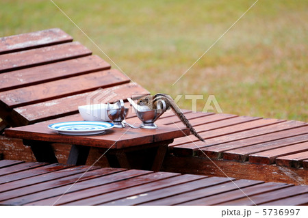 ゴールのリス ゴールのリス 5736997