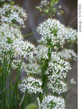 ニラの花 5737005