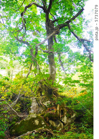 雨飾高原　縁結びの木 5737079