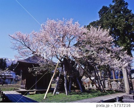 置賜さくら回廊、薬師桜 5737216