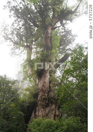 屋久島 縄文杉 屋久島 縄文杉 5737226