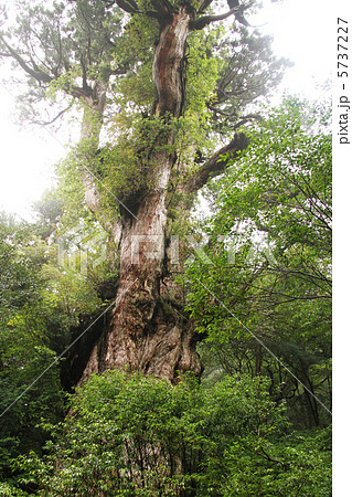 屋久島　縄文杉 5737227