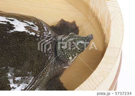 スッポン 5737234