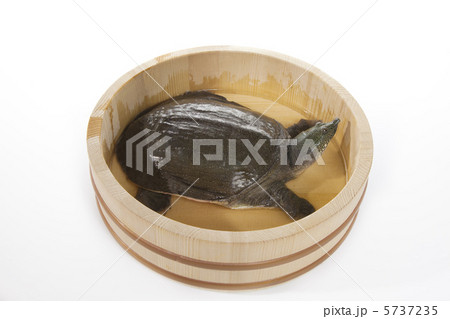 スッポン 5737235