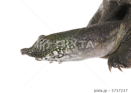 スッポン 5737237