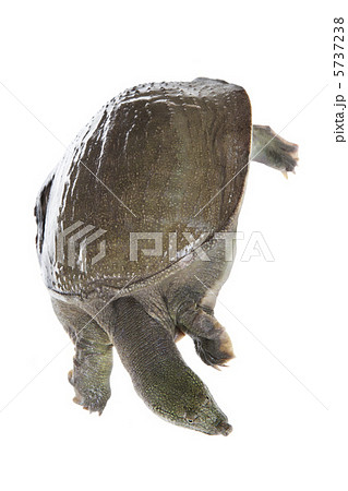 スッポン 5737238