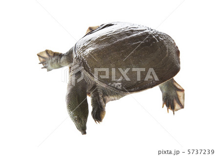 スッポン 5737239