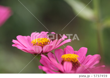 イチモンジセセリ イチモンジセセリ 5737459