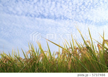 稲穂と秋空 5737466