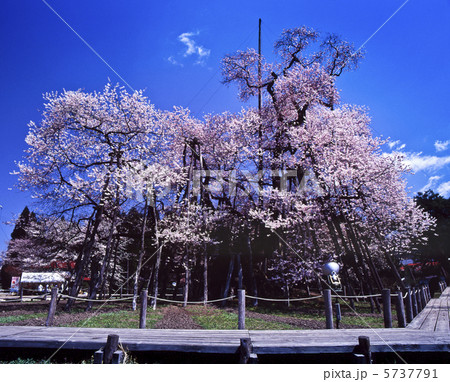 伊佐の久保桜 5737791
