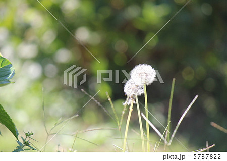 たんぽぽ たんぽぽ 5737822