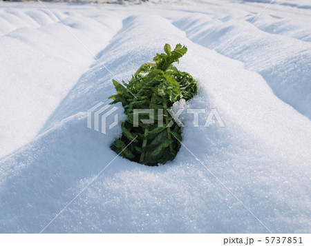雪と大根 雪と大根 5737851