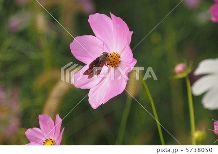 淡い桃色のコスモスとセセリチョウ（クローズアップ） 5738050