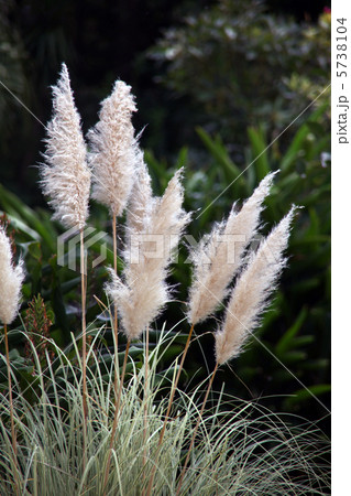 パンパスグラス 5738104