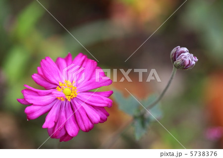 八重咲きシュウメイギク 5738376