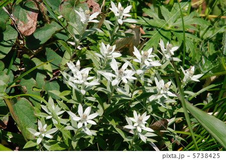ミネウスユキソウ ミネウスユキソウ 5738425
