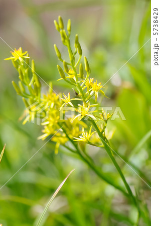 キンコウカの花 キンコウカの花 5738429