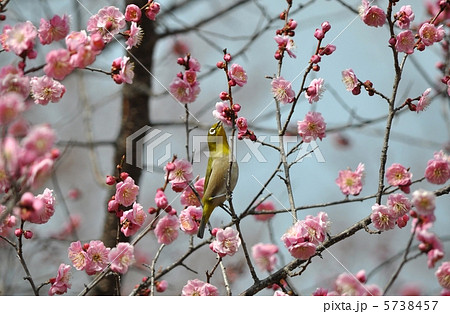 紅梅とメジロ 5738457