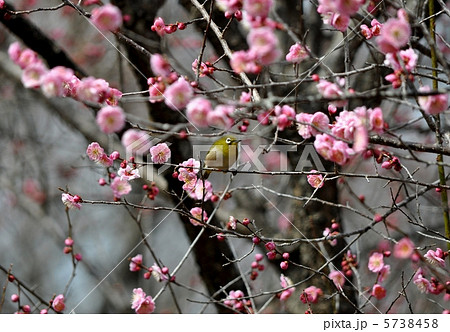 紅梅とメジロ 5738458